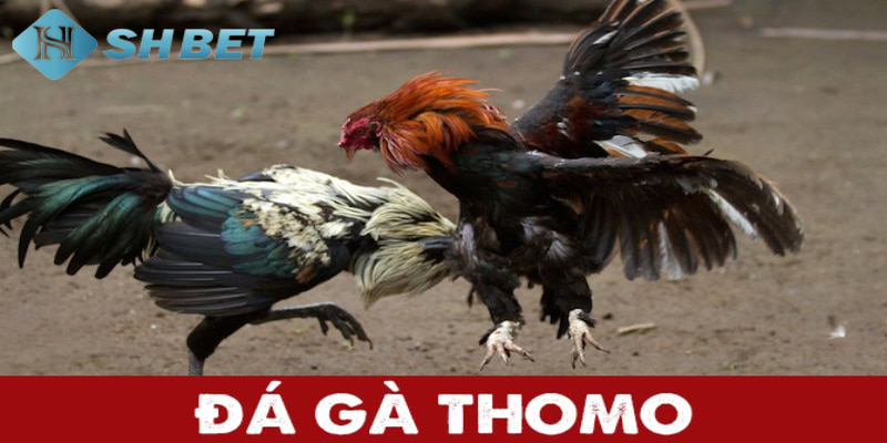 đá gà Thomo là gì Tìm hiểu sơ lược về đá gà Thomo là gì?