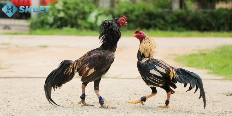 kinh nghiệm soi kèo đá gà Tổng hợp các kinh nghiệm soi kèo đá gà