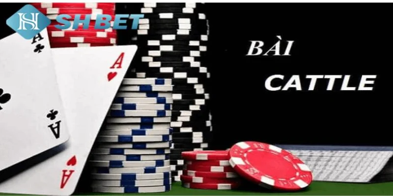 Kỹ thuật chơi bài Catte giúp bạn nâng cao tỷ lệ thắng